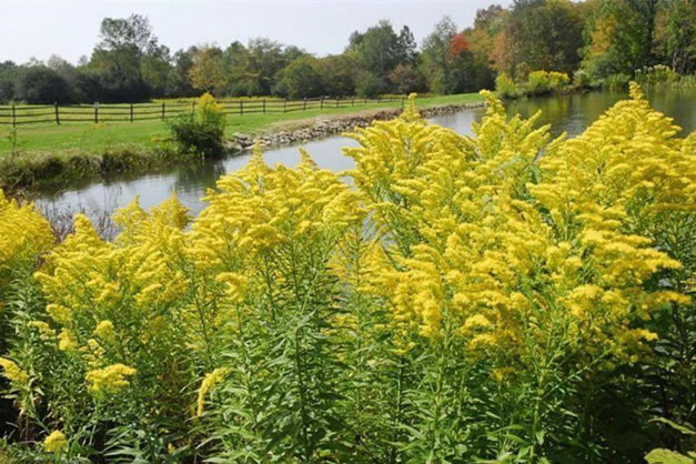 Solidago canadensis L.jpg